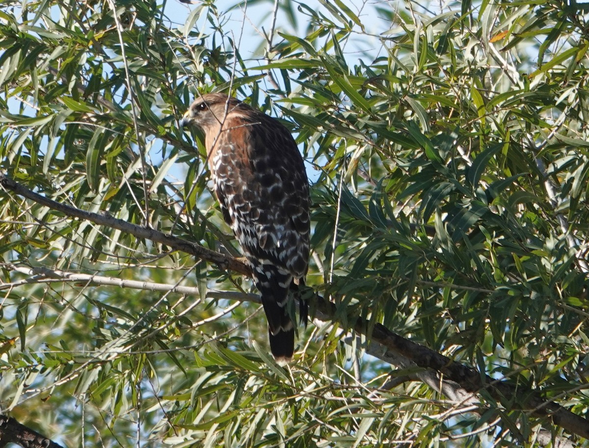 Kızıl Omuzlu Şahin - ML647596783