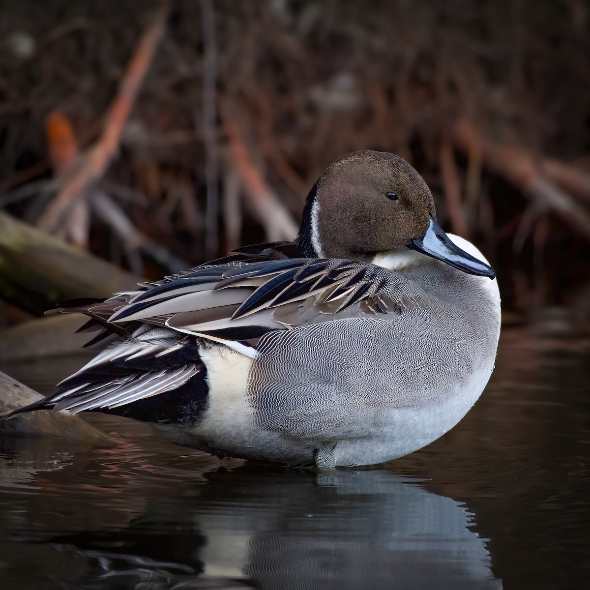 Kılkuyruk - ML647596785