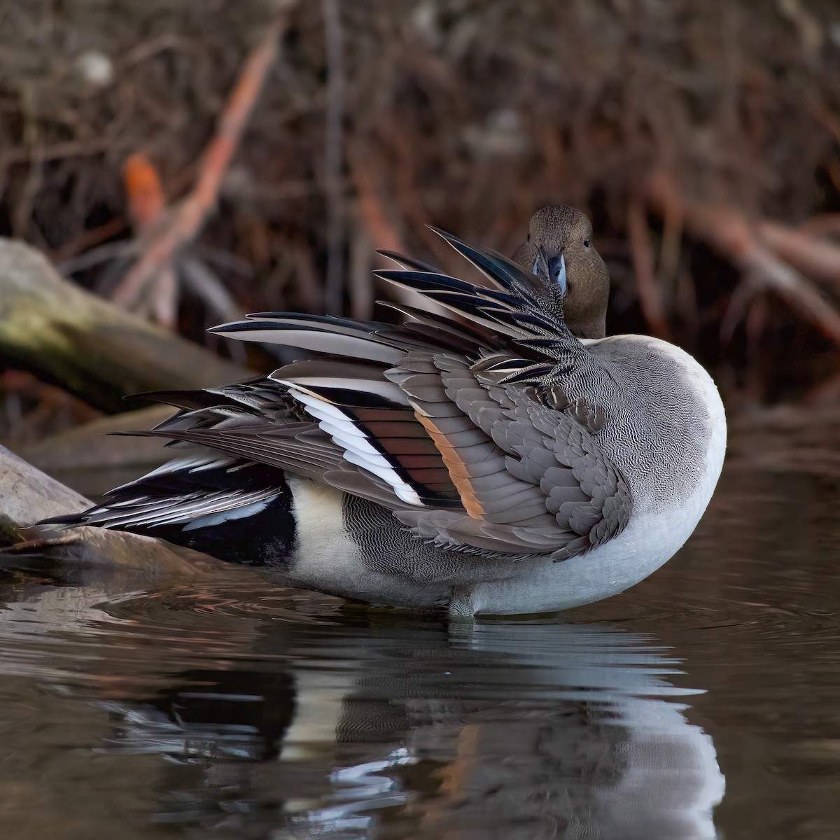 Kılkuyruk - ML647596786