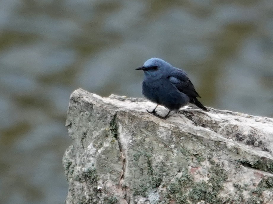 Gökardıç - ML647596787