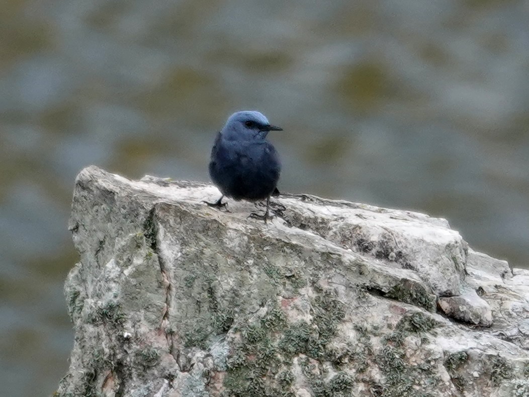 Gökardıç - ML647596788