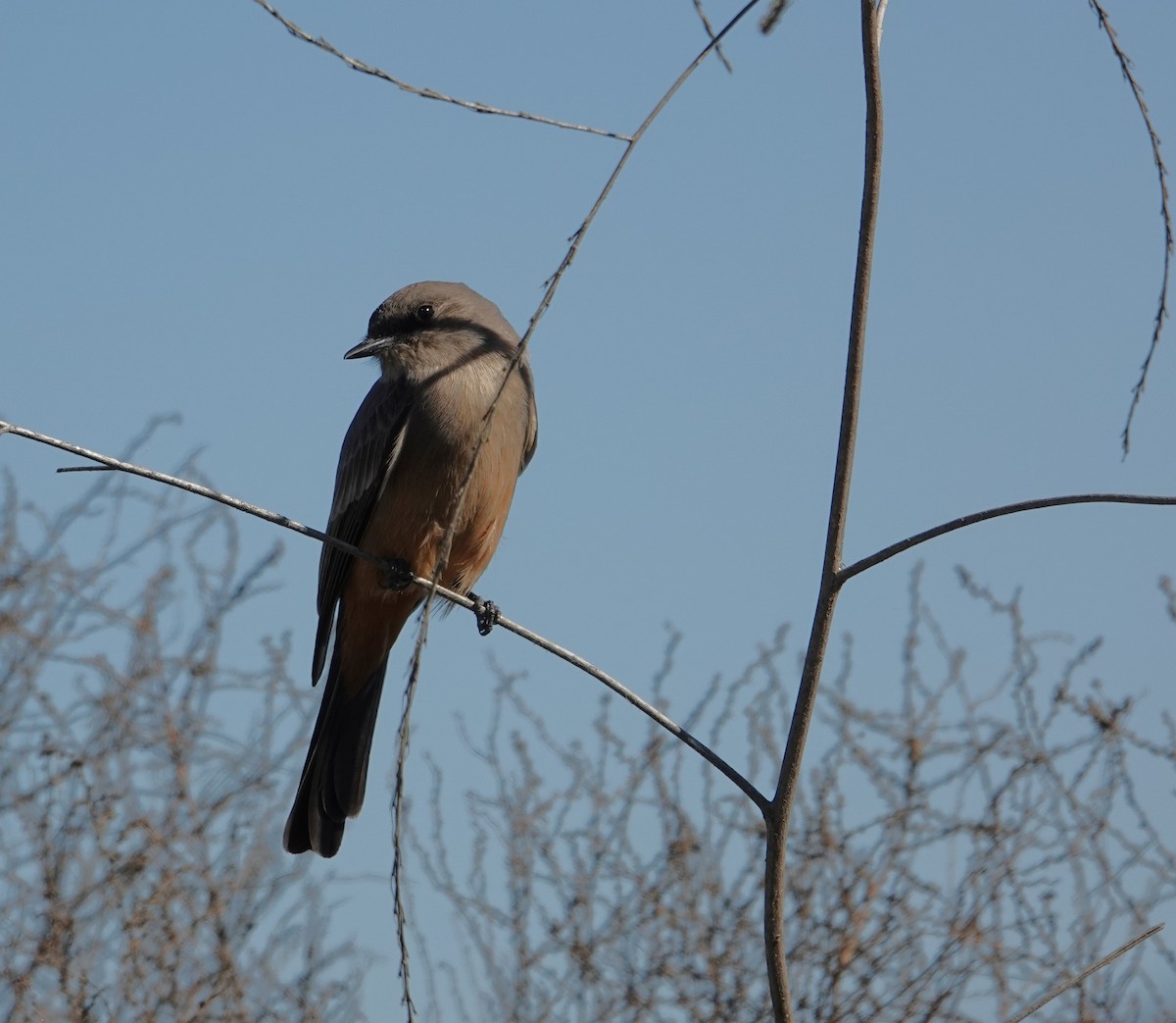 Say Fibisi - ML647596789