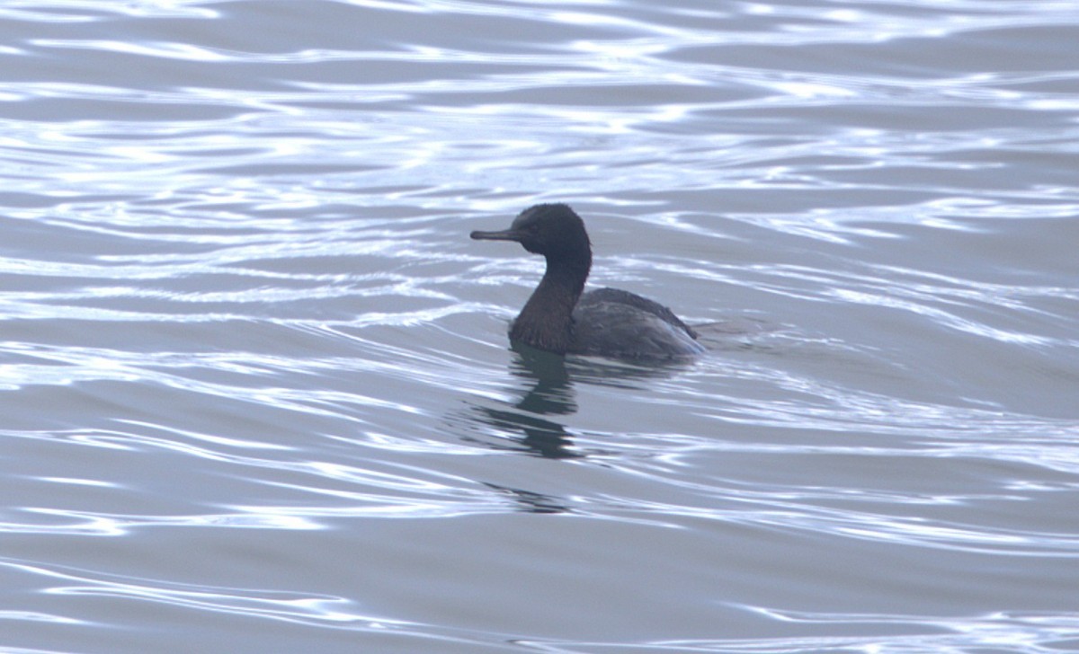 Pelajik Karabatak - ML647596791