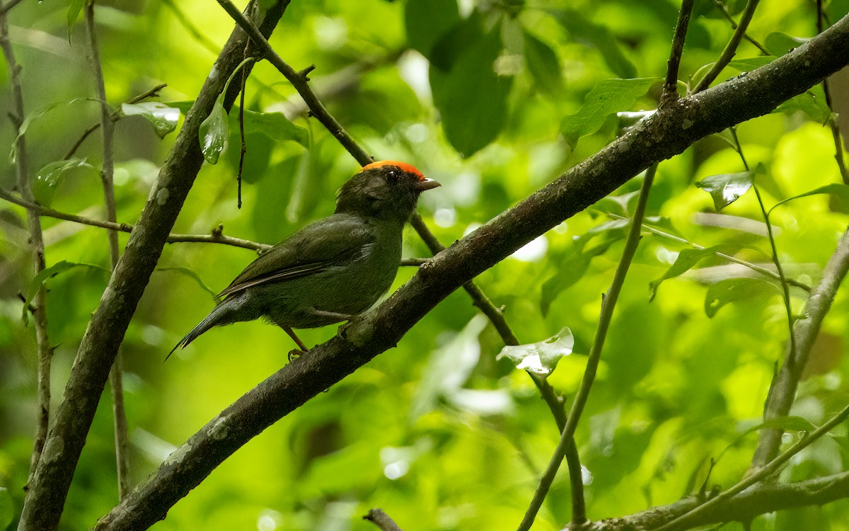 Kırlangıç Kuyruklu Manakin - ML647596794