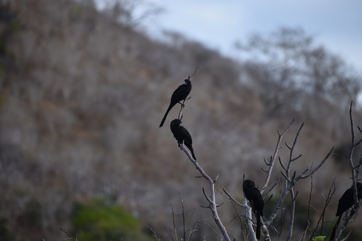 Smooth-billed Ani - ML647596810