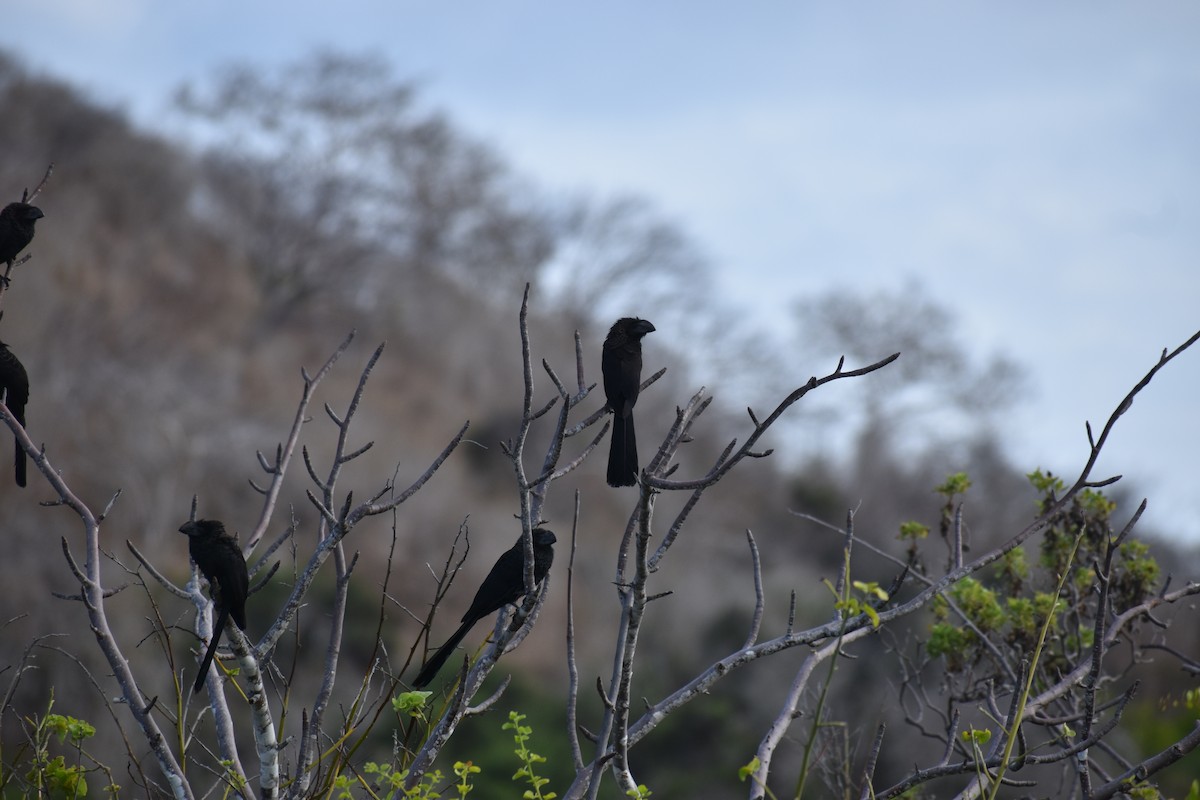 Smooth-billed Ani - ML647596811