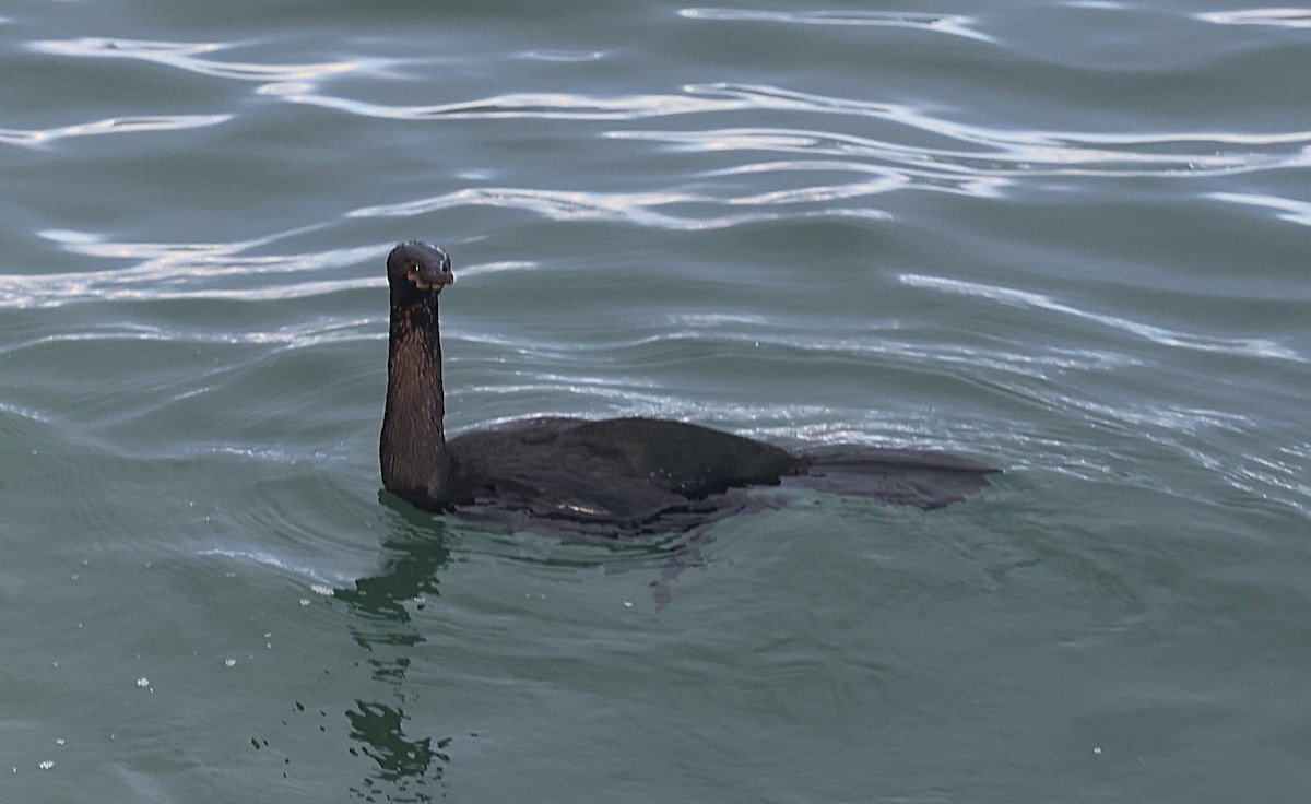 Pelagic Cormorant - ML647596840