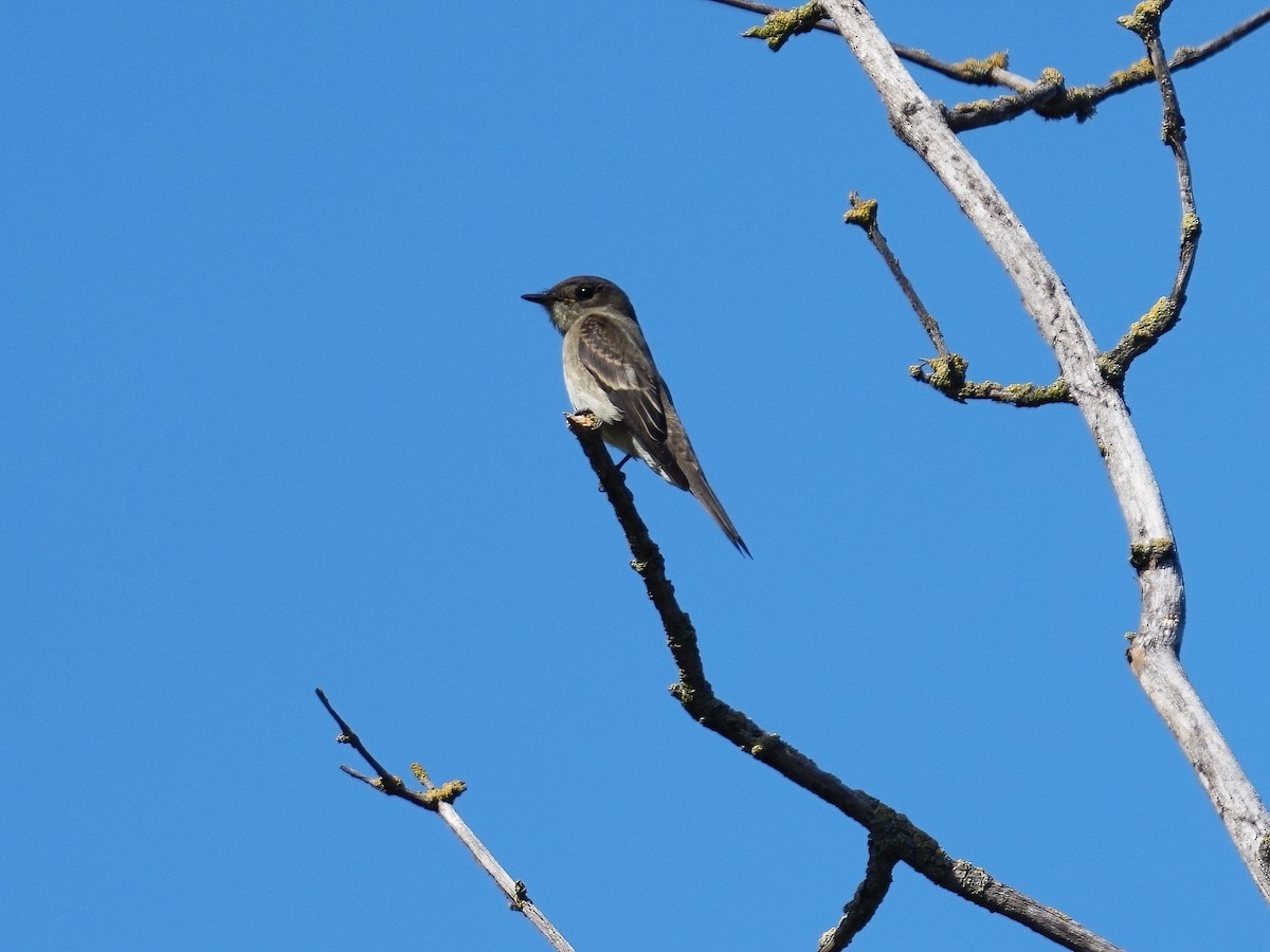 Western Wood-Pewee - ML647596844