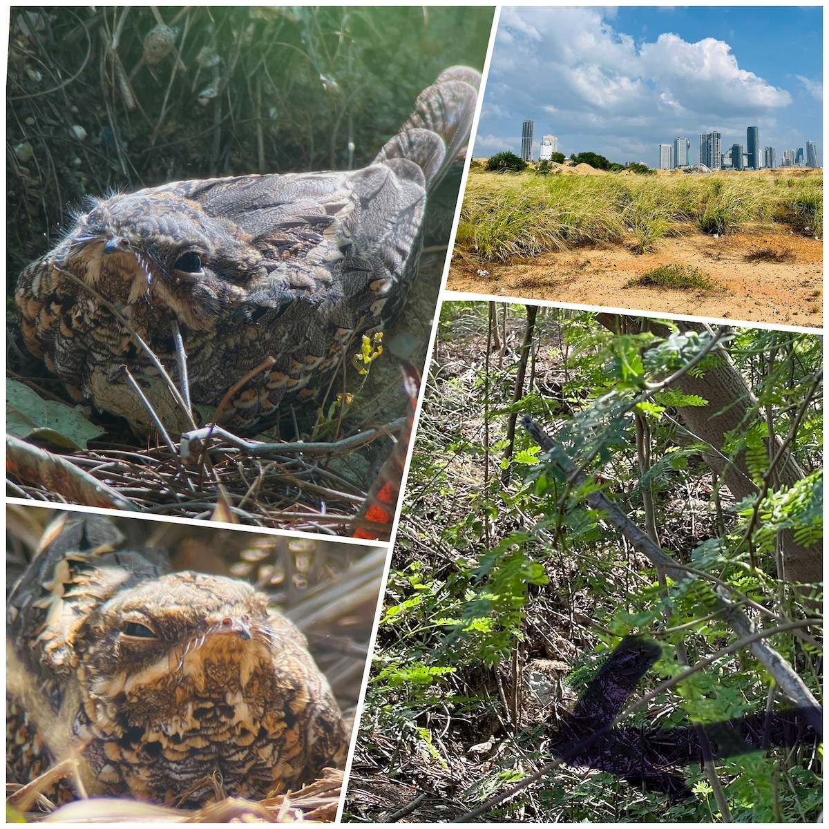 Chotacabras Hindú - ML647596869