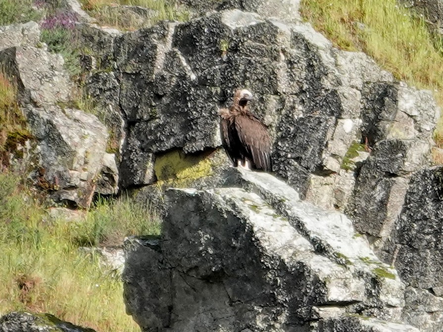 Buitre Negro - ML647596870