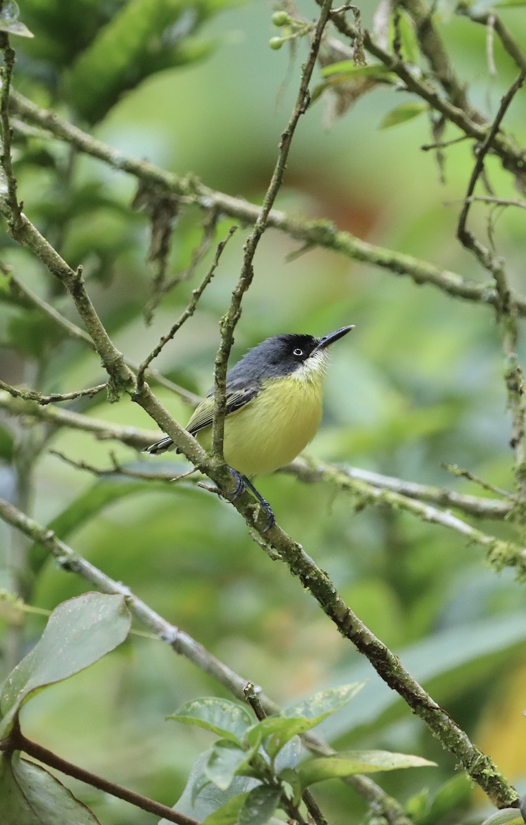 Common Tody-Flycatcher - ML647596878