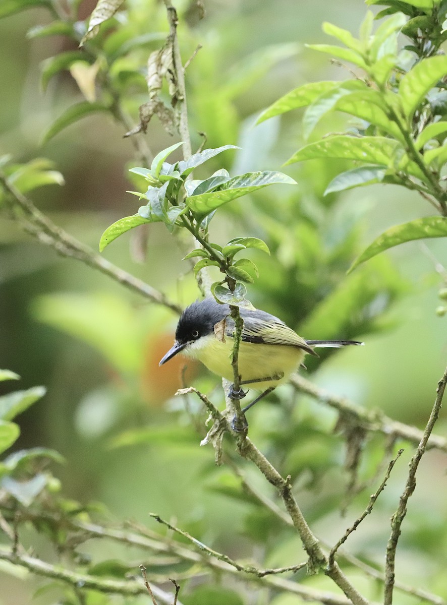 Common Tody-Flycatcher - ML647596879