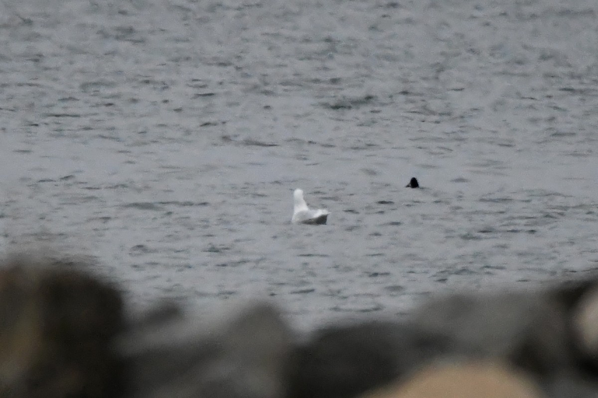 Gavión Hiperbóreo - ML647596892