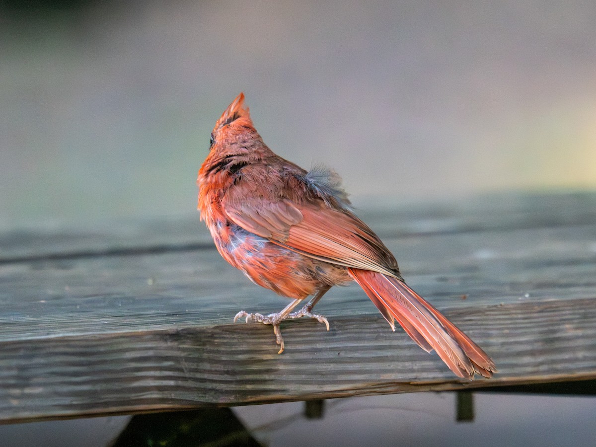 Northern Cardinal - ML647596896