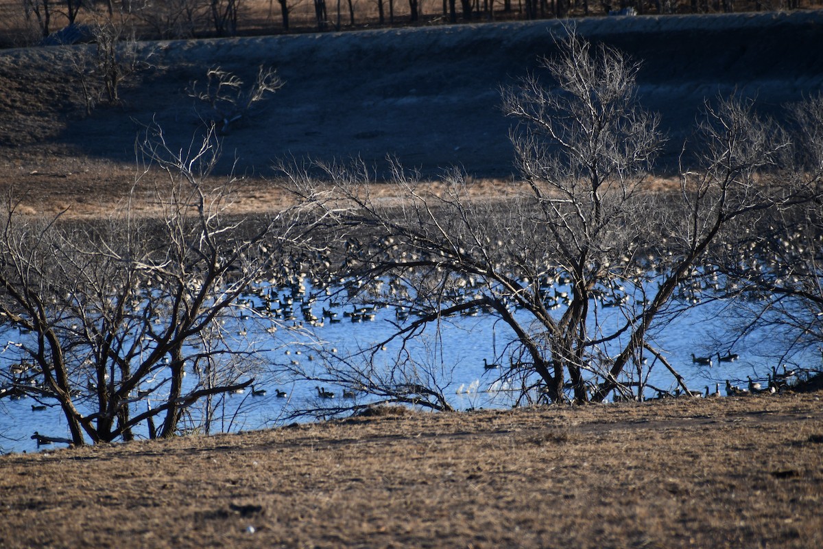 Barnacla Canadiense Grande - ML647596906