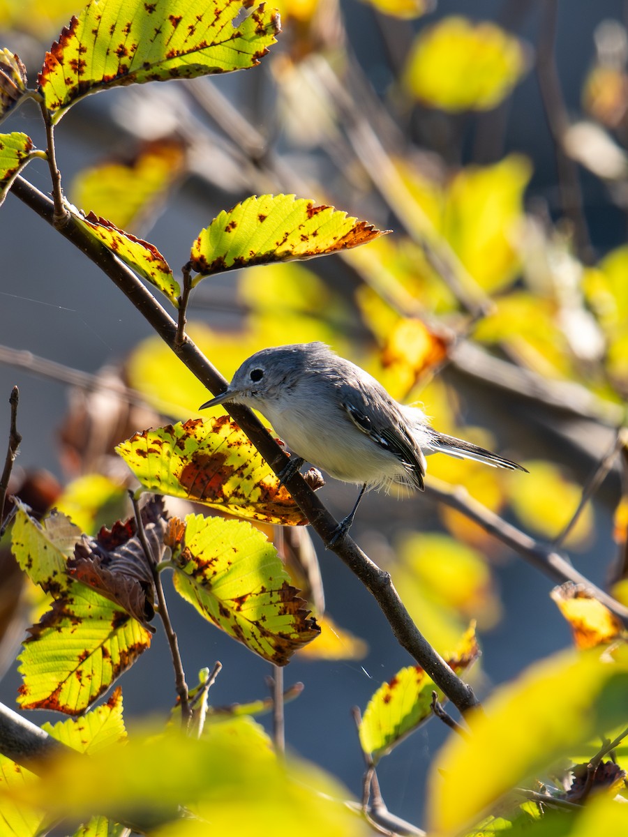 Комароловка сиза - ML647596908