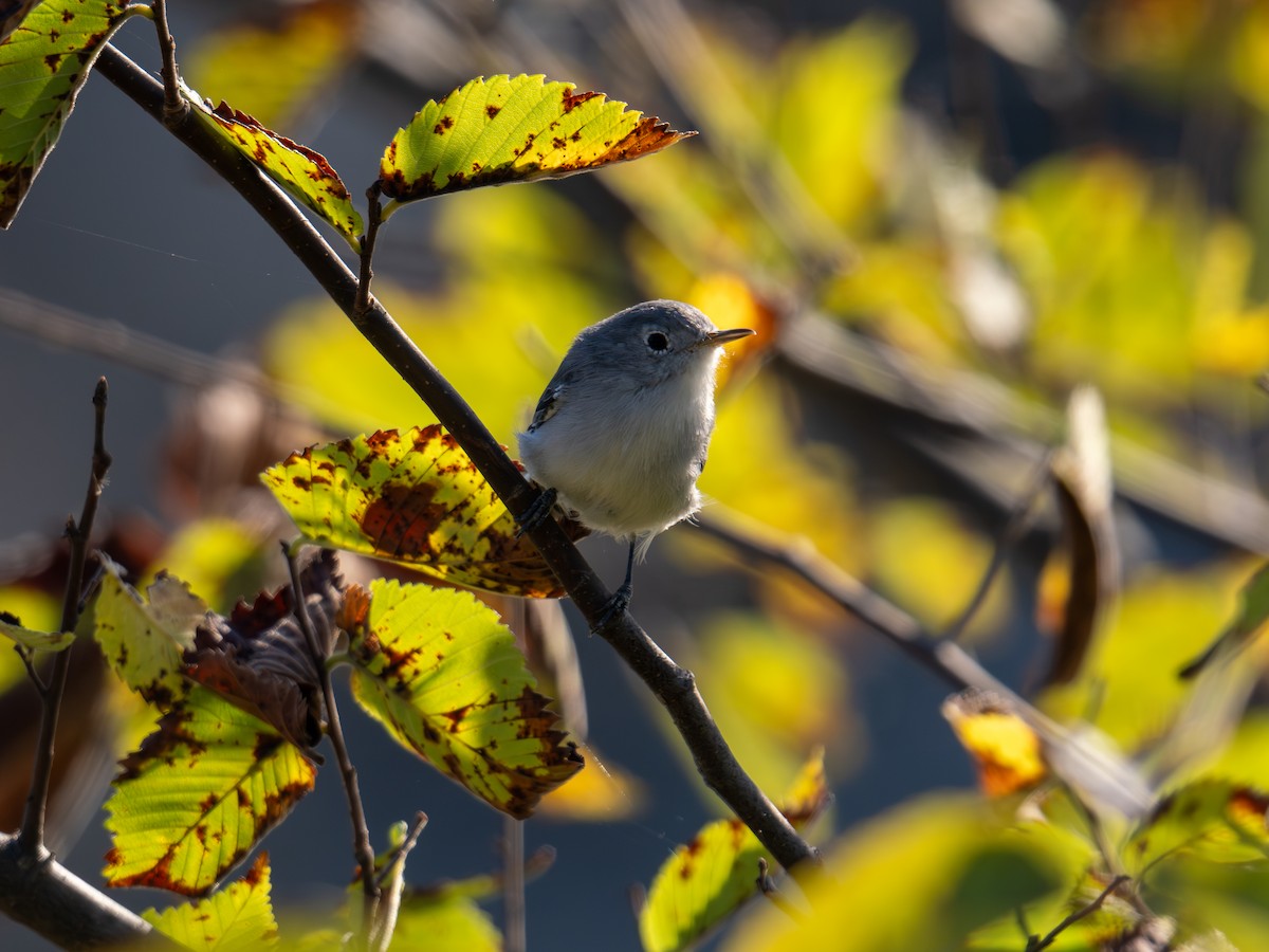 Комароловка сиза - ML647596909