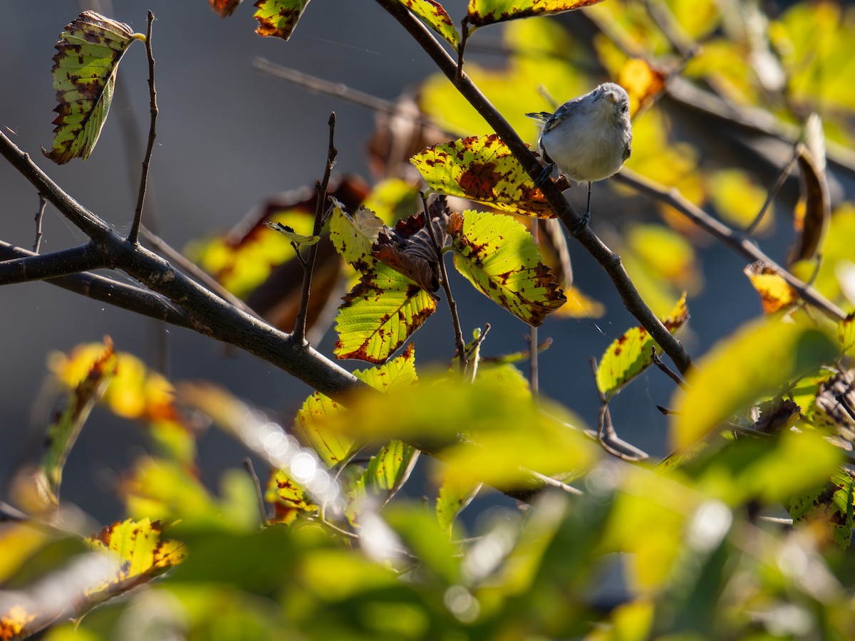 Комароловка сиза - ML647596911