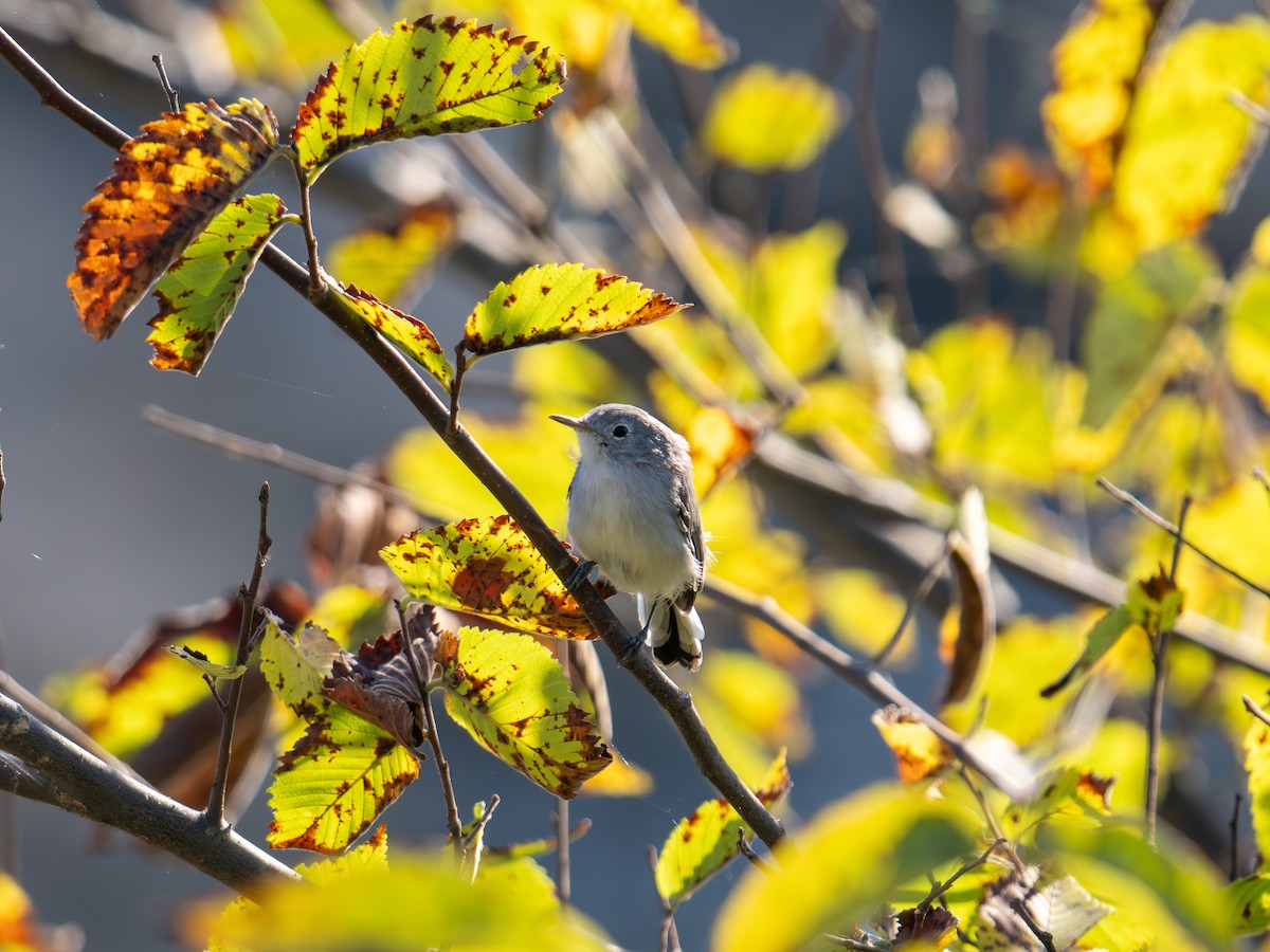Комароловка сиза - ML647596914