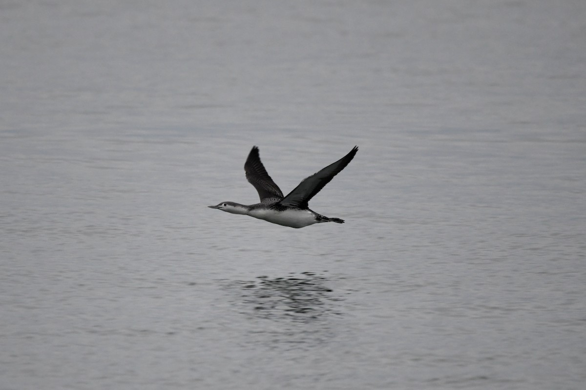 紅喉潛鳥 - ML647596926