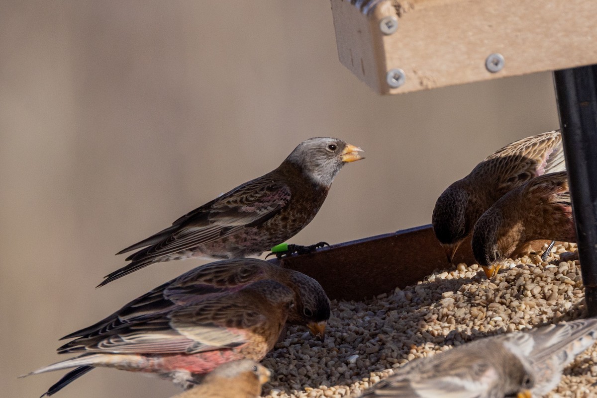 Pinzón Montano Nuquigrís (littoralis) - ML647596929