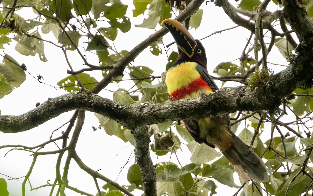 arassari hnědouchý - ML647596936