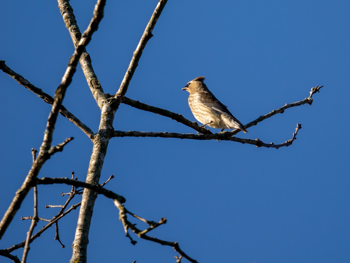 Sedir İpekkuyruğu - ML647596940