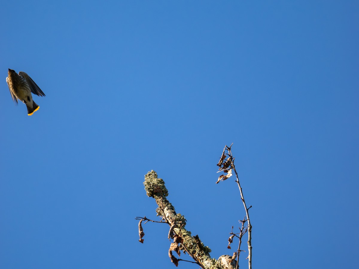 Cedar Waxwing - ML647596943