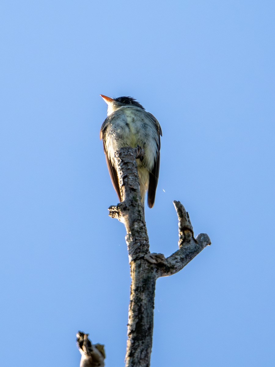 Eastern Wood-Pewee - ML647596950