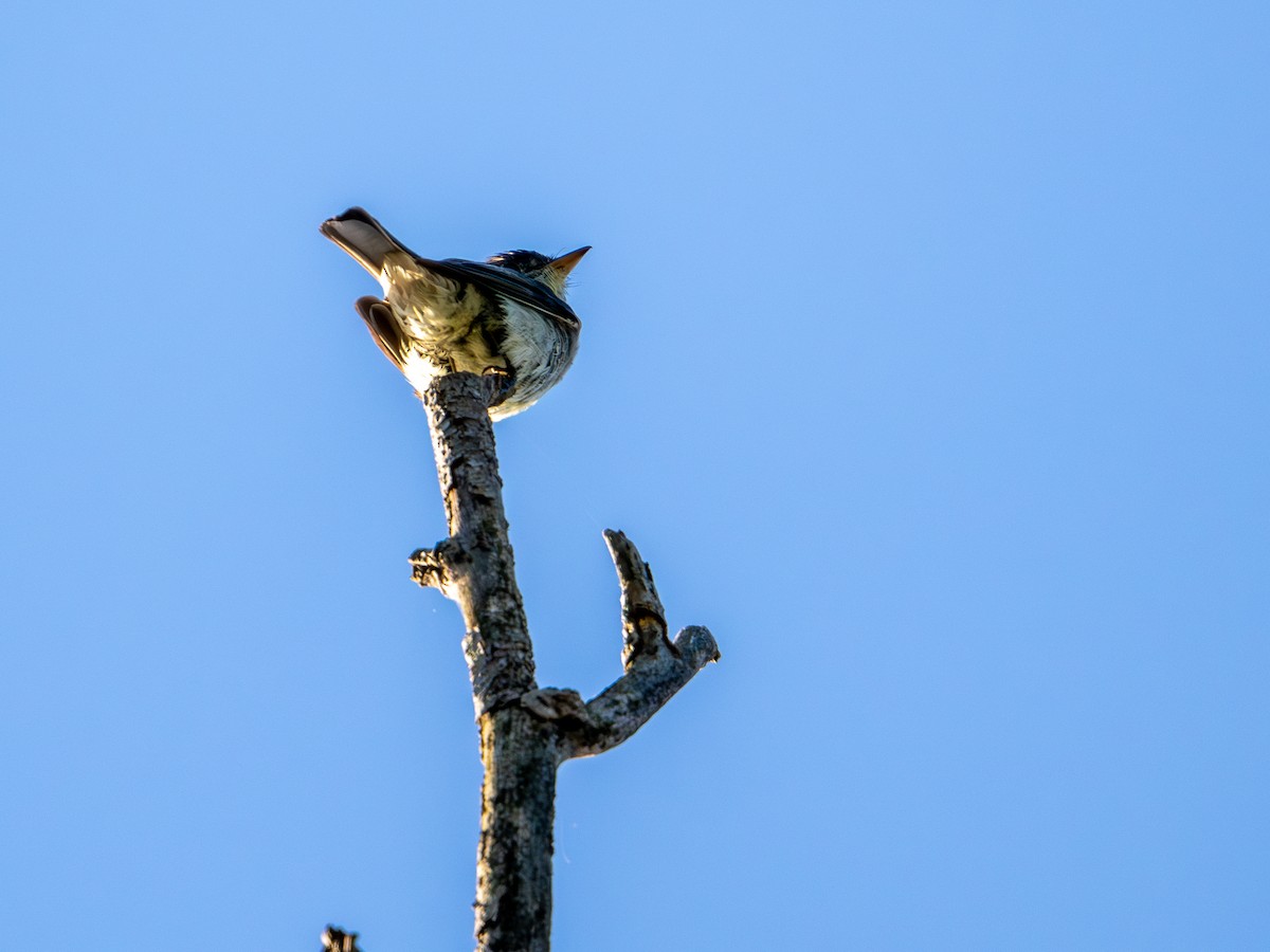 Eastern Wood-Pewee - ML647596951