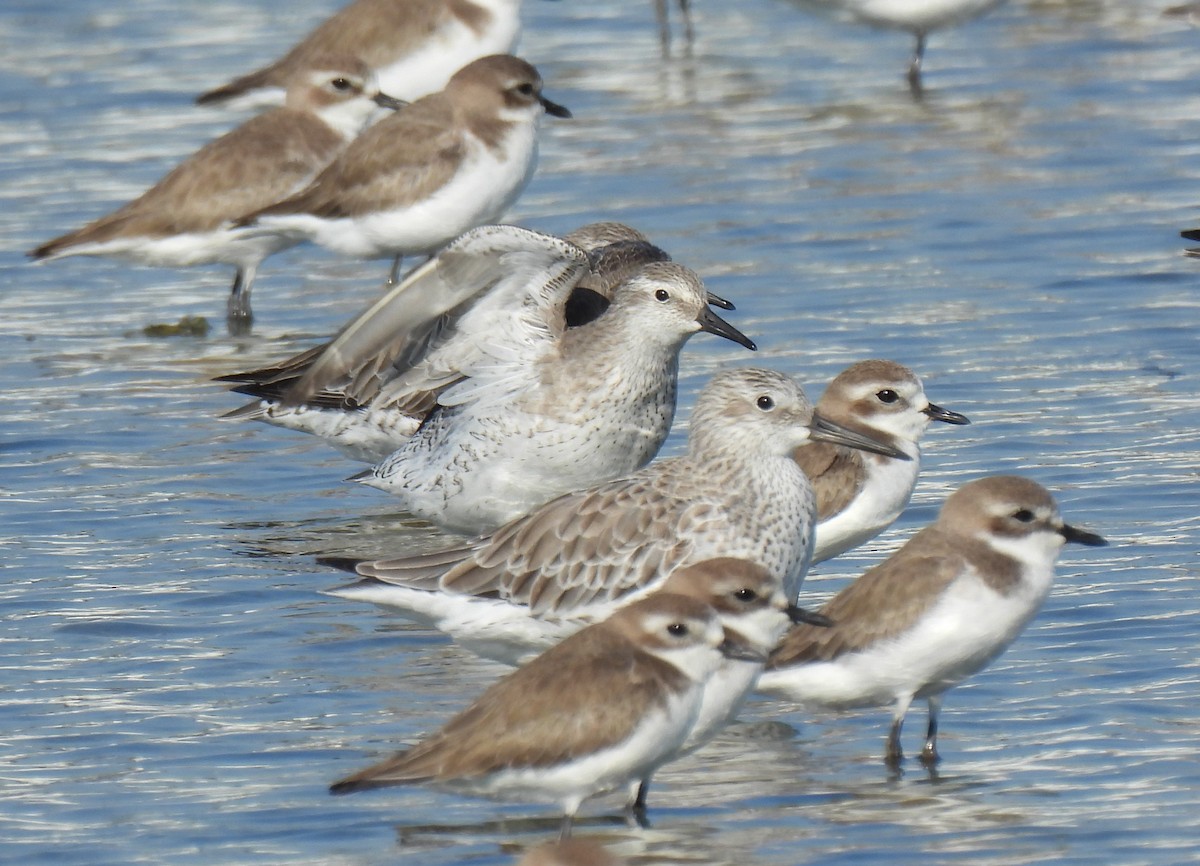 jespák rezavý - ML647596970