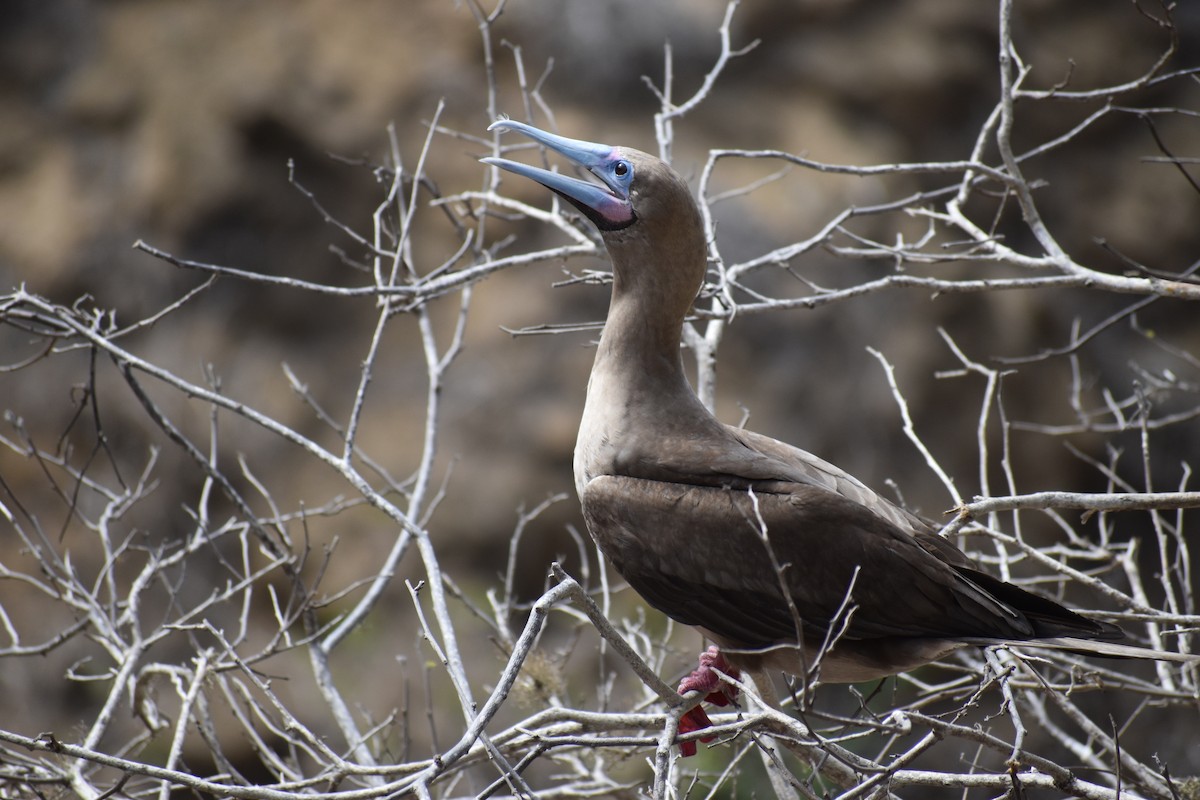 Сула червононога (підвид websteri) - ML647596982