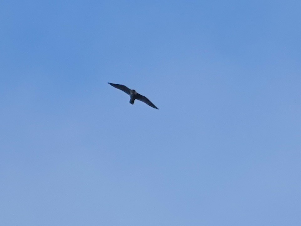 sokol stěhovavý - ML647596989