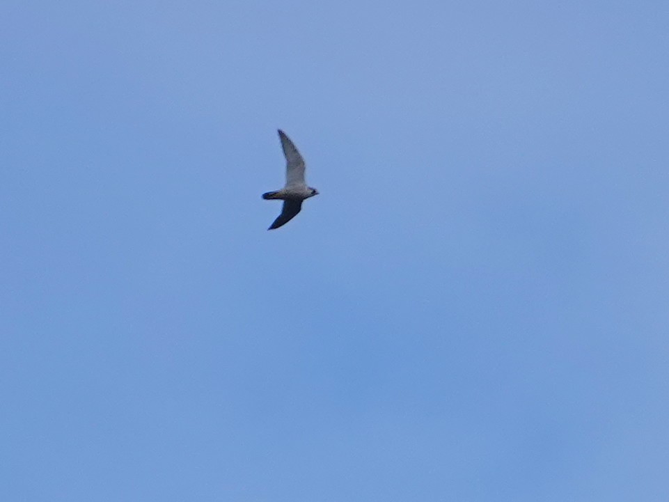 sokol stěhovavý - ML647596990