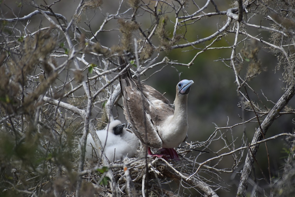 Сула червононога (підвид websteri) - ML647596992