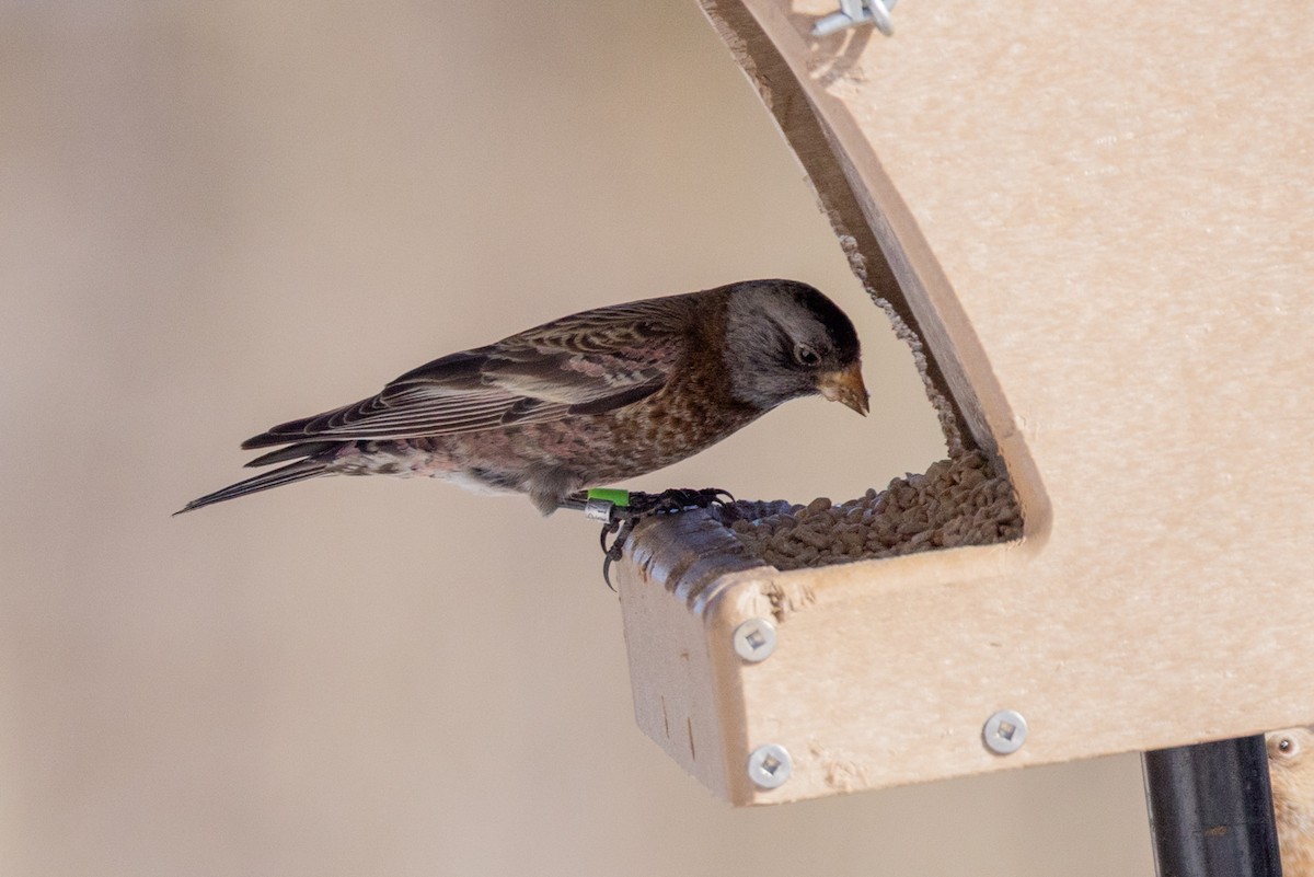 Pinzón Montano Nuquigrís (littoralis) - ML647596993