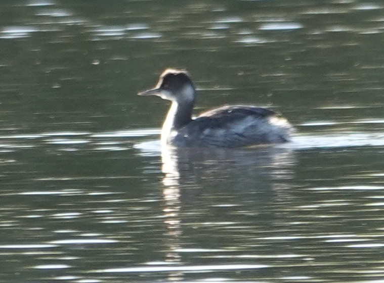 Grèbe à cou noir - ML647597006