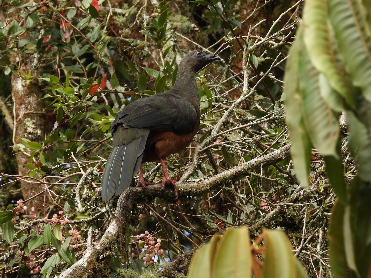 Sickle-winged Guan - ML647597007