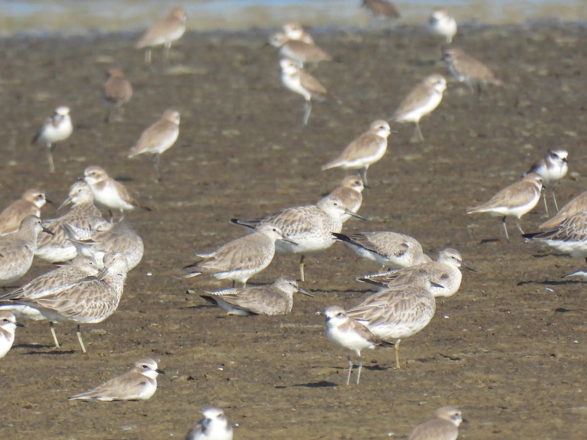 jespák rezavý - ML647597023