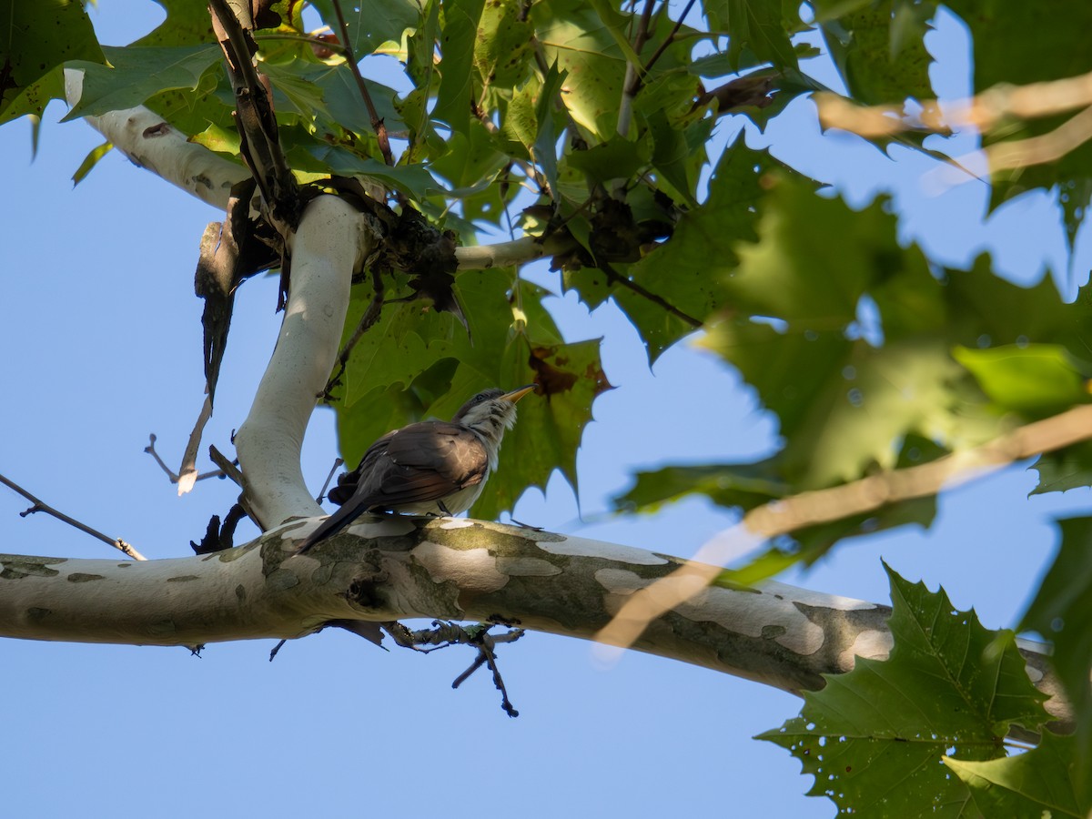 Yellow-billed Cuckoo - ML647597025