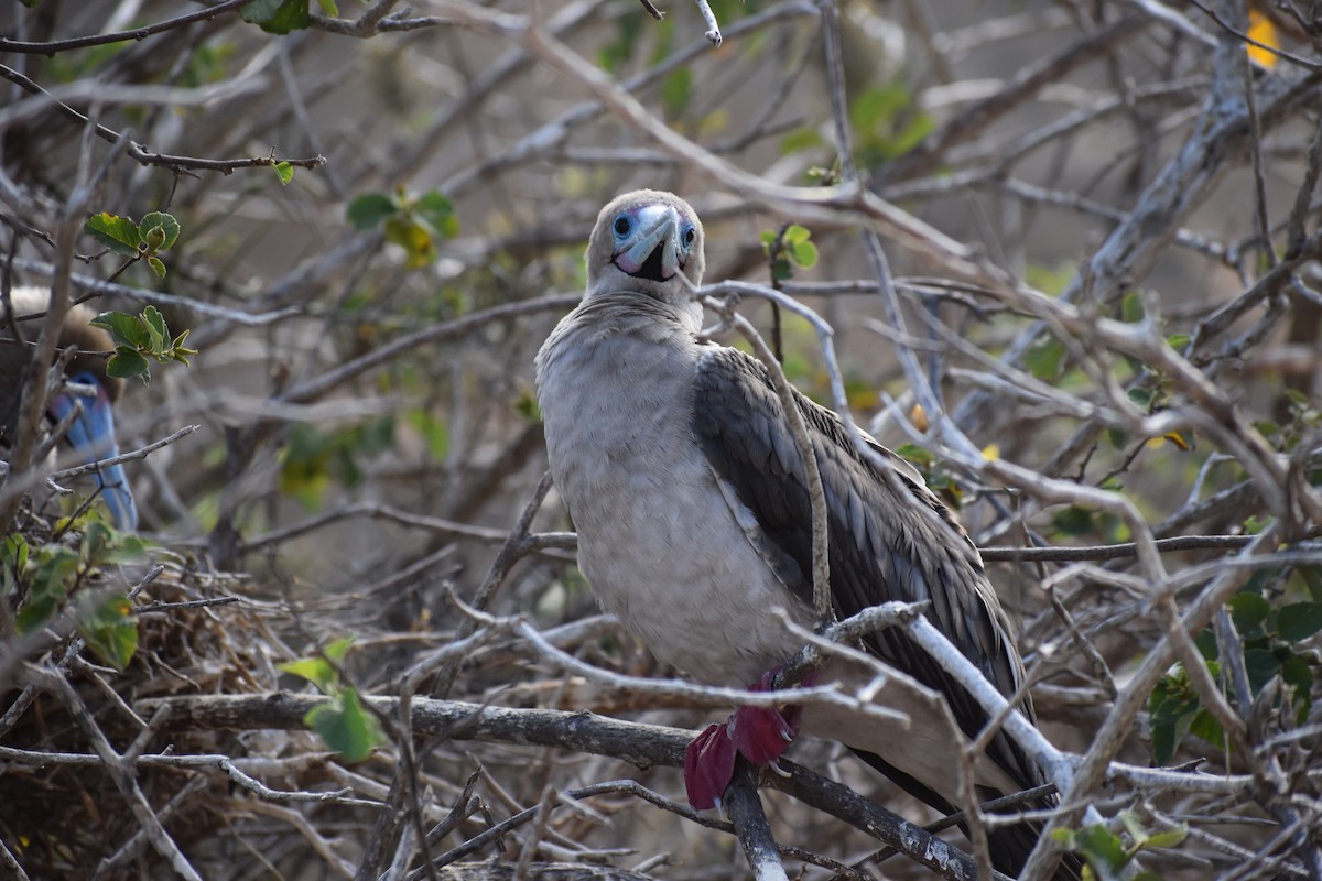 Сула червононога (підвид websteri) - ML647597041