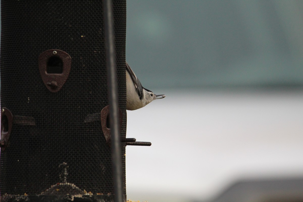 White-breasted Nuthatch - ML647597042
