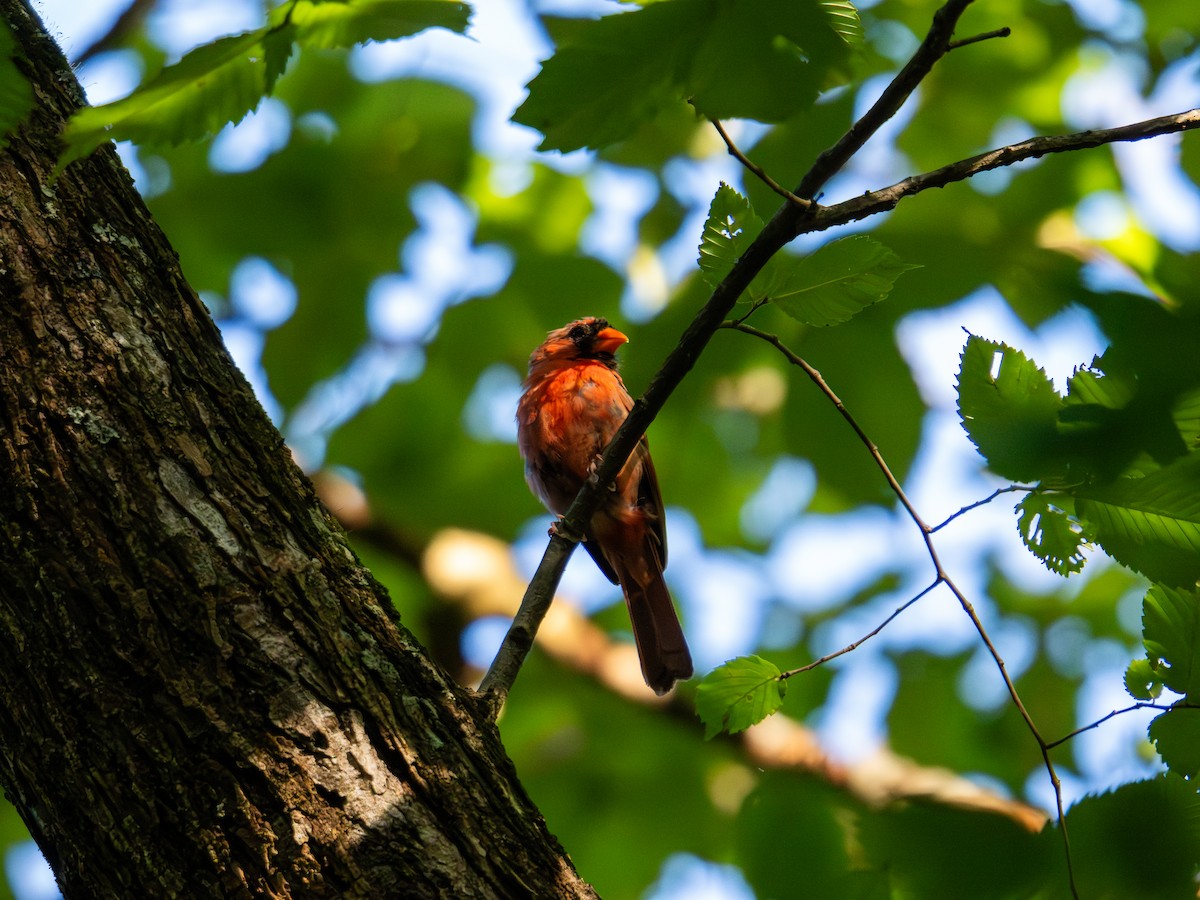 Northern Cardinal - ML647597043