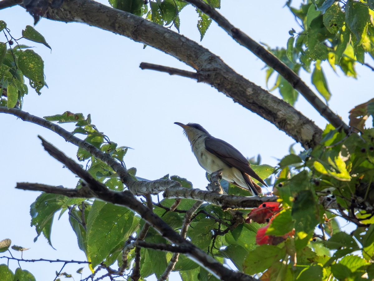 Yellow-billed Cuckoo - ML647597047