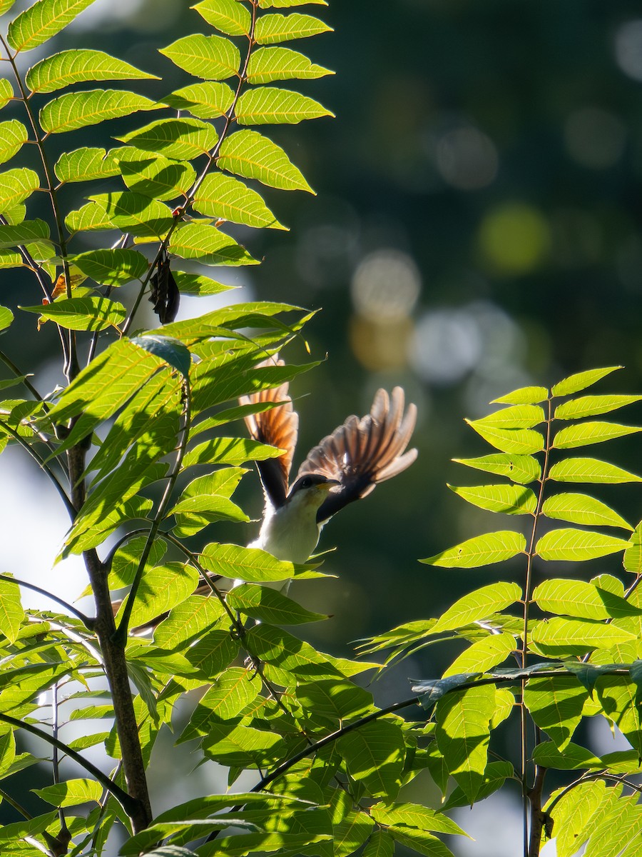 Yellow-billed Cuckoo - ML647597048