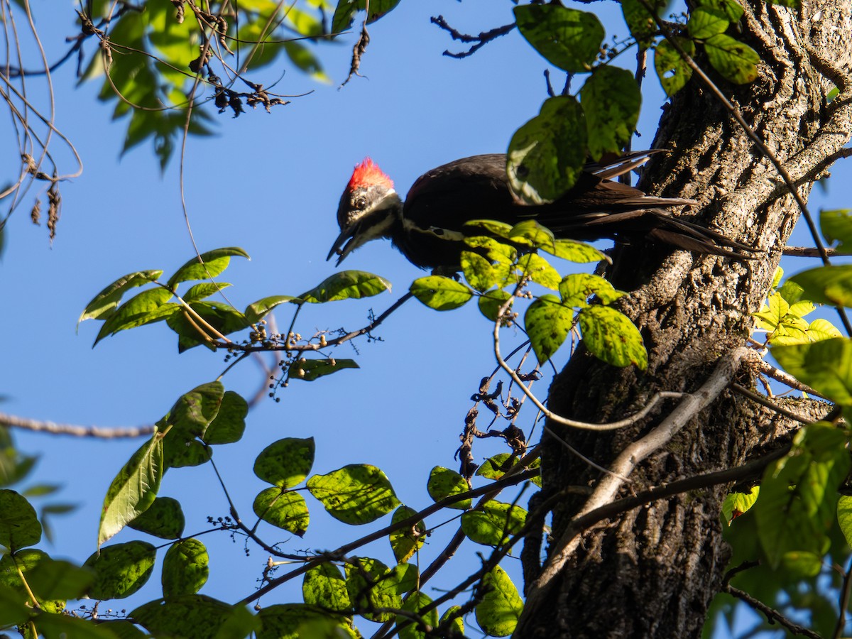 Pileated Woodpecker - ML647597059