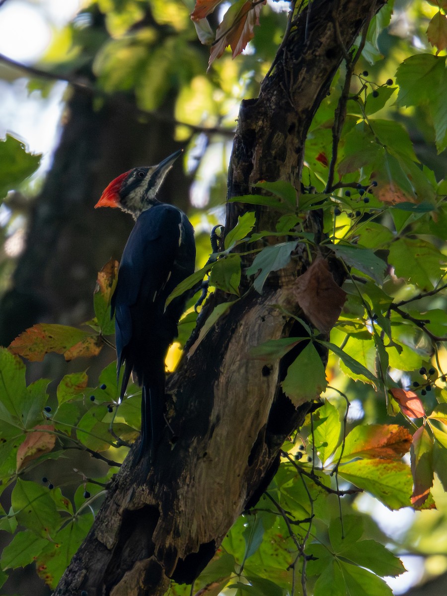 Pileated Woodpecker - ML647597060