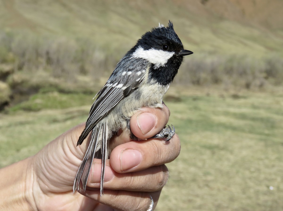 Coal Tit - Jannaca Chick