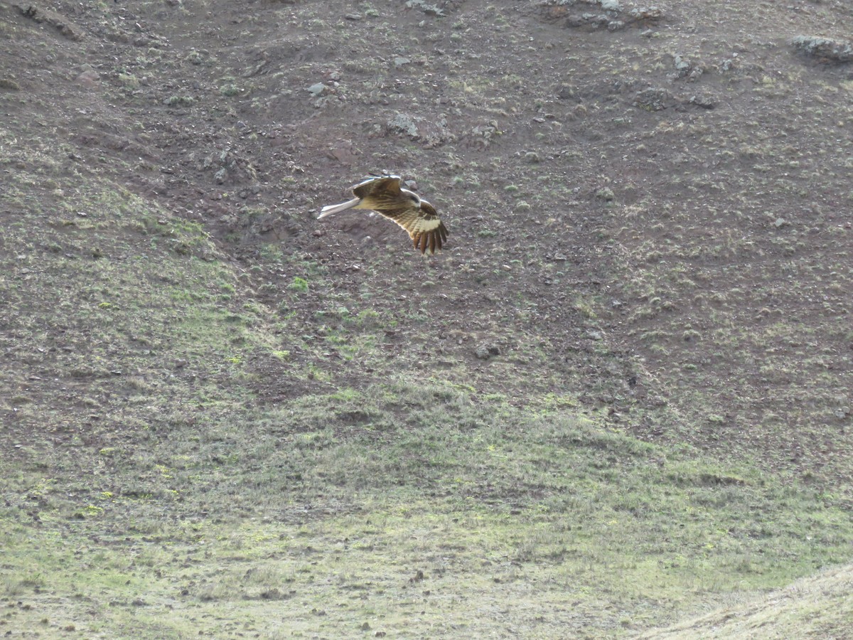 黑鳶(lineatus/formosanus) - ML647597085