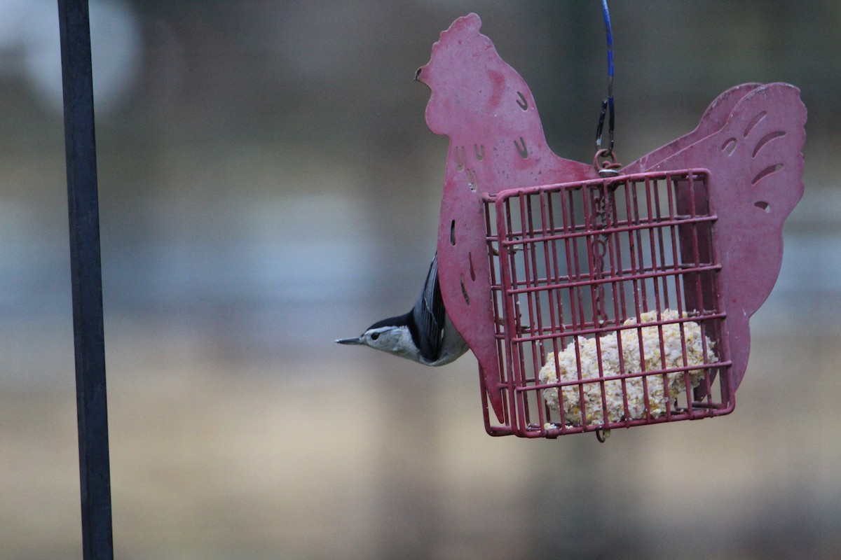 White-breasted Nuthatch - ML647597091